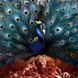 Музыкальный CD диск Opeth - Sorceress (2Cd Limited Edition) лицензионный Фото №1