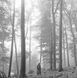 Виниловая пластинка Taylor Swift &ndash; Folklore (2LP) Deluxe Edition, Brown Vinyl "In The Trees" Фото №1